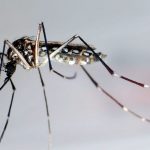 Dangerous dengue fever is spreading – WHO raises alarm