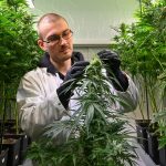 Again again cannabis ban could cost a lot of money